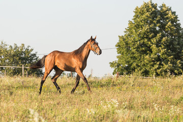 Obraz premium Wild horse in nature