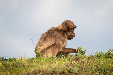 Young Gelada Monkey Sitting on Grass © Ian