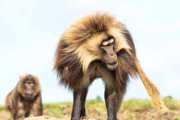 Adult Male Gelada Monkey
