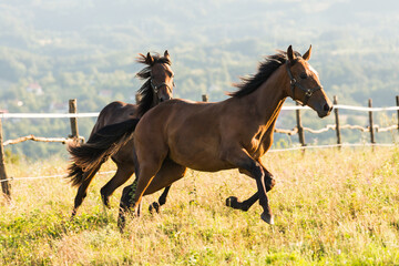 Obraz premium Horses run gallop in meadow