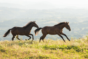 Fototapeta na wymiar Horses run gallop in meadow