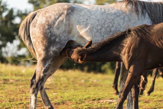 White horse, breeding brown foal