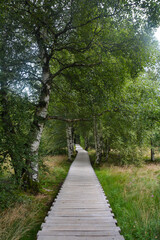 A new wooden path in the black Moor with trees