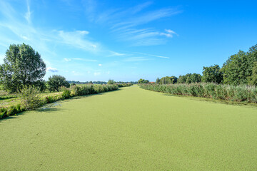 Bright blue sky above a Dutch polder canal covered with green duckweed, close to Rotterdam.
