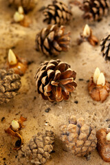 Image of cones and crocus flowers