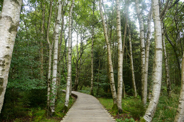 Birch trees in the Black moor with a new wooden path - obrazy, fototapety, plakaty