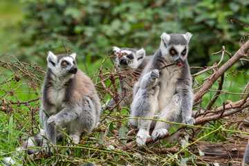 Three Ring-Tailed Lemurs Sitting Together