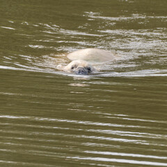 Young Polar Bear Swimming in Water