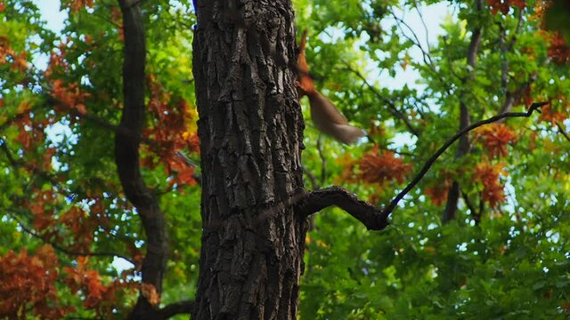 Two red squirrels play and jump on the trunk of a tree. Slow motion. The animal world.
