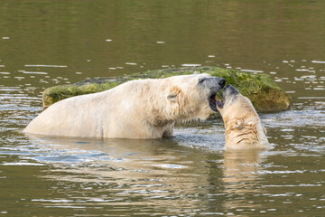 Two Young Polar Bear's Playing in Water