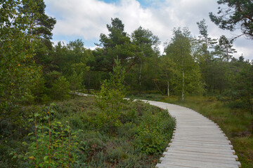 Fototapeta na wymiar A new wooden path in the black moor, Germany