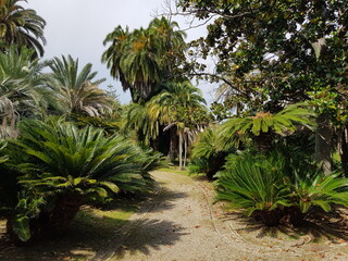 palm trees in the garden