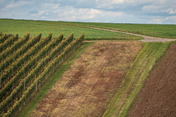 H&uuml;gelige Landschaft mit Weinbergen