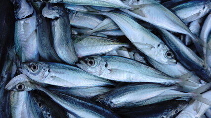 Obraz premium close up freshly caught raw fish
