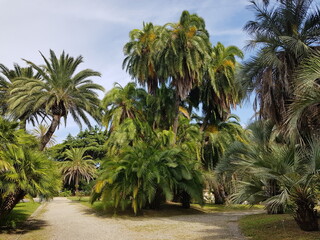 Fototapeta premium palm trees on the beach