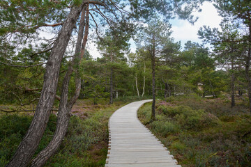 Fototapeta na wymiar A wooden path in the black moor with Heather
