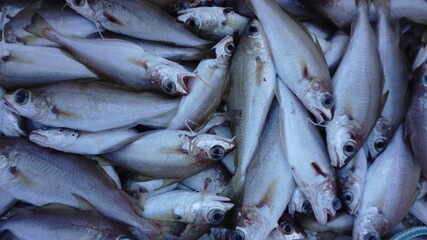 detail from raw fish as background