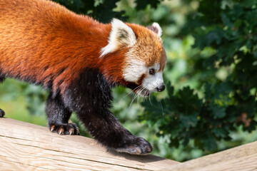 Obraz premium Red Panda Walking Along a Pole
