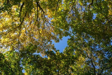 Landschaft im Herbst
