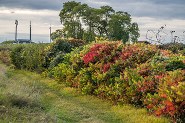 Fototapeta na wymiar Ailanthus mit rot gefärbten Blättern im Herbst