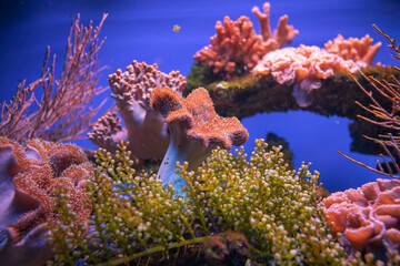 Naklejka na ściany i meble Bogactwo podwodnej fauny i flory. Podwodne życie w rafie koralowej ryb i korali.