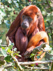 Red Howler Monkey Sitting Down