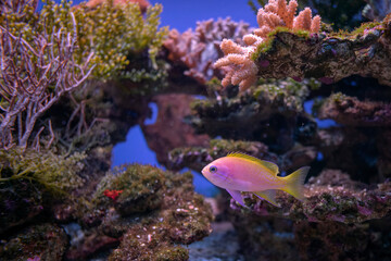 Naklejka na ściany i meble Bogactwo podwodnej fauny i flory. Podwodne życie w rafie koralowej ryb i korali.