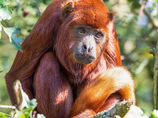 Red Howler Monkey Sitting Down