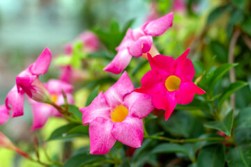 Fototapeta premium Mandevilla sanderi