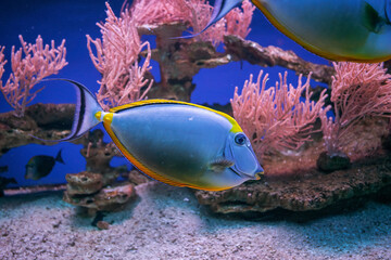 Bogactwo podwodnej fauny i flory. Podwodne życie w rafie koralowej ryb i korali. © Roman Trojanowski