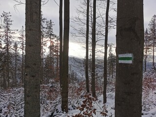 snow covered trees © Katarzyna