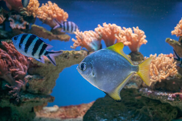 Bogactwo podwodnej fauny i flory. Podwodne życie w rafie koralowej ryb i korali. - obrazy, fototapety, plakaty