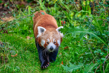 Cute Red Panda also known as  lesser panda