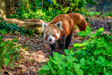 Cute Red Panda also known as  lesser panda