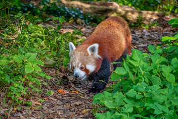 Cute Red Panda also known as  lesser panda