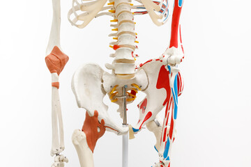 pelvis part of colour human skeleton 