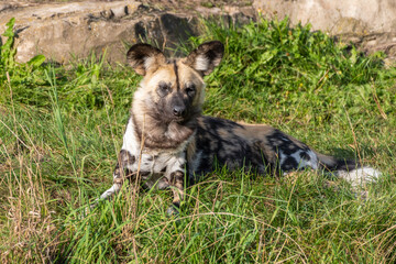 African Painted Dog Resting on Grass