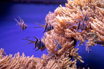 Bogactwo podwodnej fauny i flory. Podwodne życie w rafie koralowej ryb i korali.