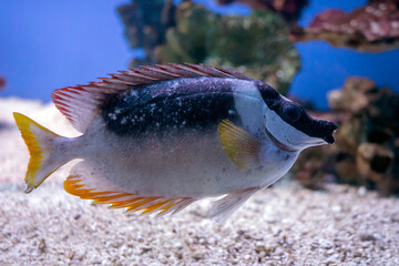 Bogactwo podwodnej fauny i flory. Podwodne życie w rafie koralowej ryb i korali. © Roman Trojanowski