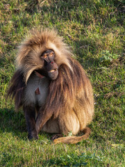 Adult Male Gelada Monkey