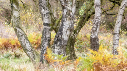 Autumnal fall tree and leaf colours at Birches Valley, Cannock Chase in Staffordshire.