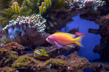 Życie rafy koralowej. Podwodne zdjęcia ryb, korali i krabów.