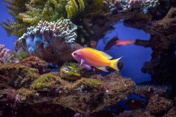 Życie rafy koralowej. Podwodne zdjęcia ryb, korali i krabów. - obrazy, fototapety, plakaty
