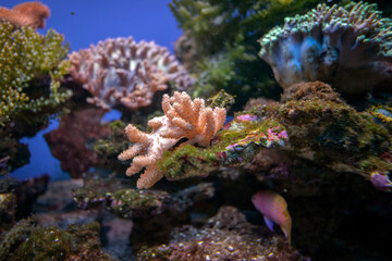 Życie rafy koralowej. Podwodne zdjęcia ryb, korali i krabów. - obrazy, fototapety, plakaty