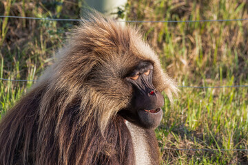 Adult Male Gelada Monkey