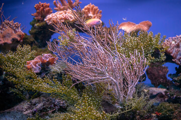 Życie rafy koralowej. Podwodne zdjęcia ryb, korali i krabów. © Roman Trojanowski