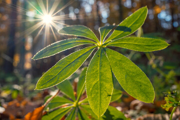 Runo leśne i liście w zbliżeniu. Piękna jesienna aura w promieniach Słońca. 
