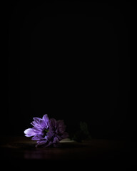 A single purple flower and stem against a black background.
