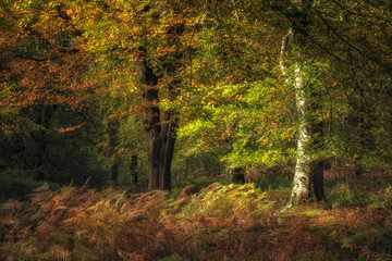 Golden autumnal fall tree and leaf colours at Birches Valley, Cannock Chase in Staffordshire.