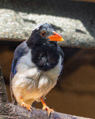 Red-billed Blue Magpie Perched on a Branch